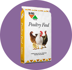Poultry Feed & Treats