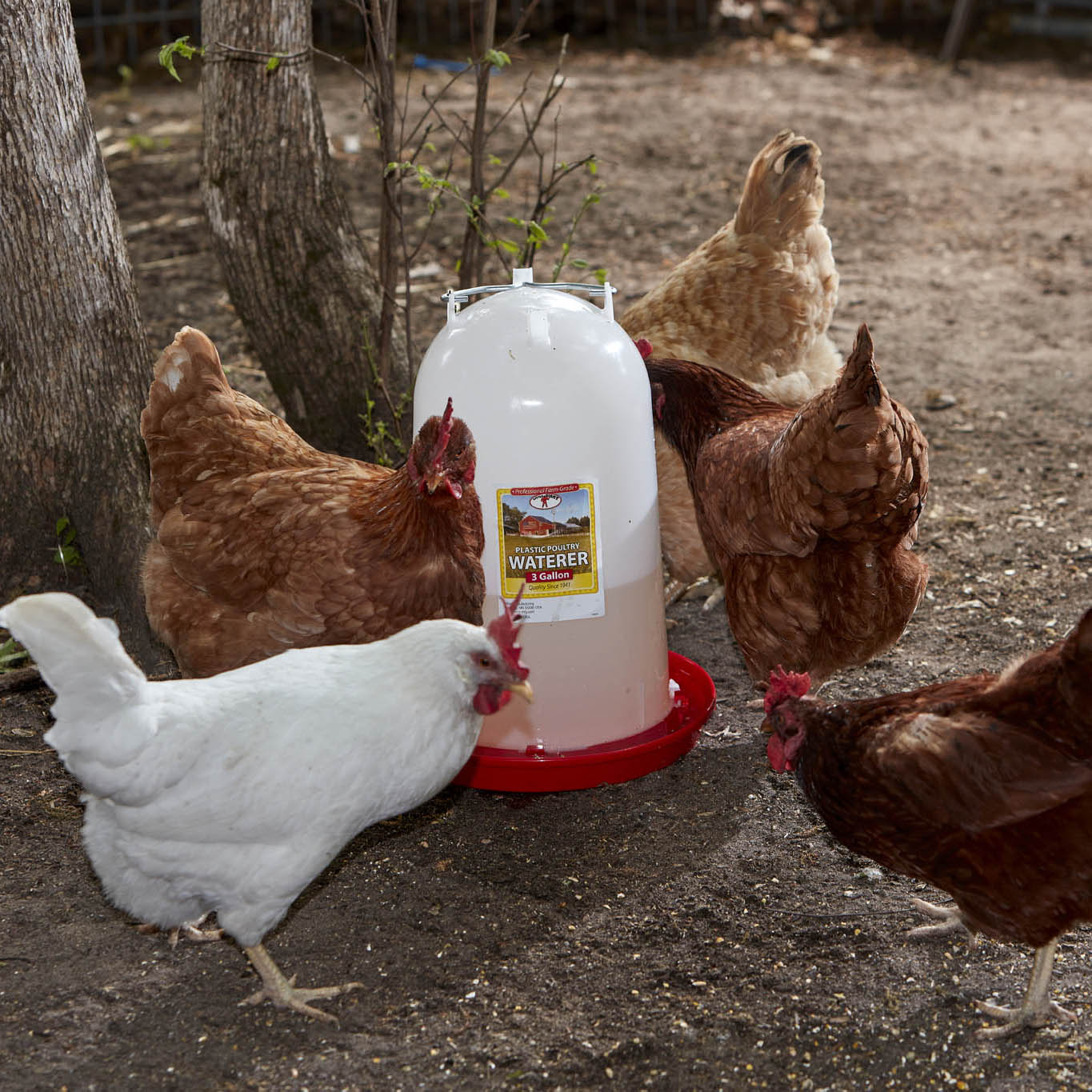 Little Giant® 3 Gallon Plastic Poultry Waterer