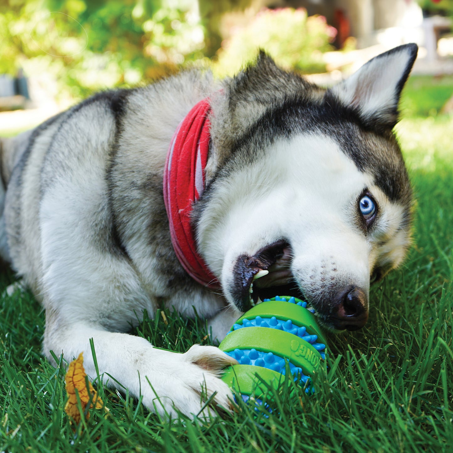 KONG® Squeezz® Goomz™ Ball