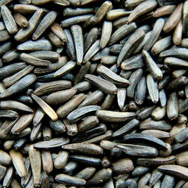 Pick of the Birds® Nyjer Seed