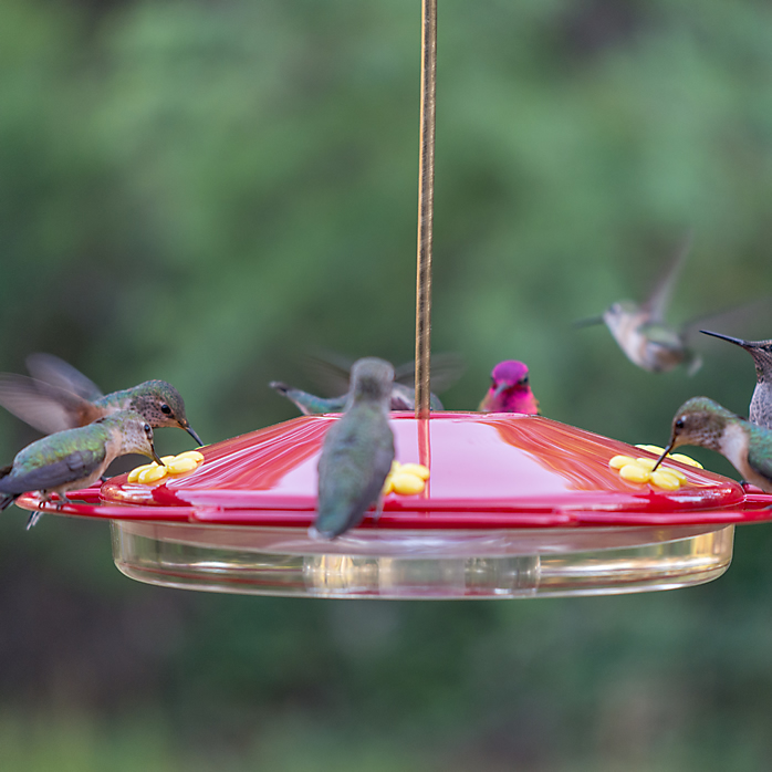Perky-Pet® Oasis Plastic Hummingbird Feeder - Critter Country Supply Ltd.