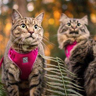 RC Pets Adventure Kitty Harness