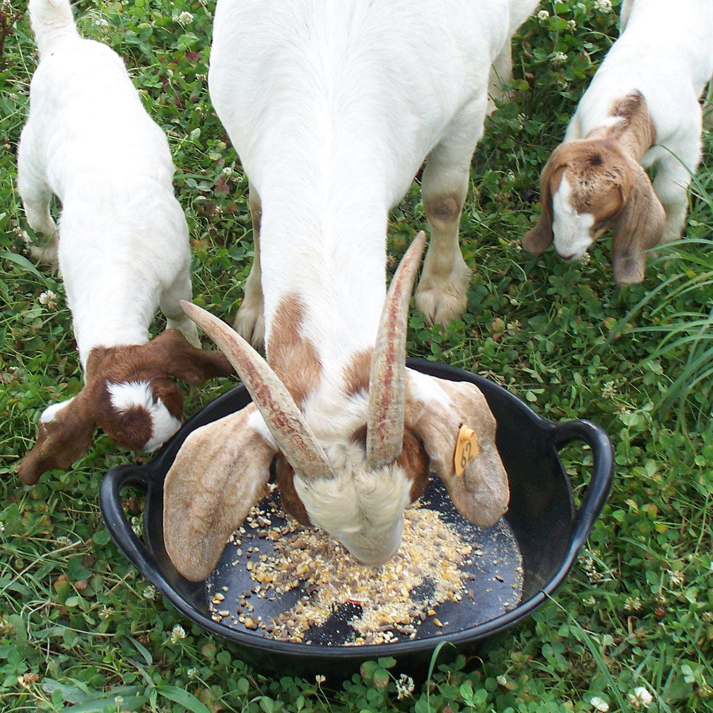 Little Giant® 3 Gallon Rubber Pan with Handles - Critter Country Supply Ltd.