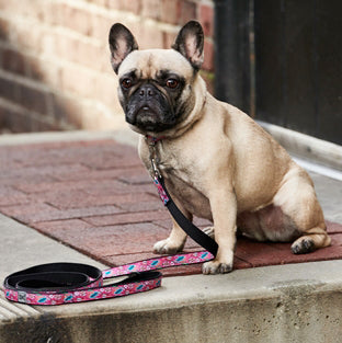 RC Pets Dog Leash