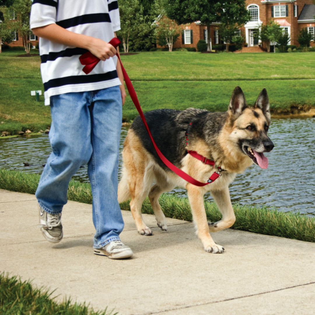 PetSafe® Easy Walk® Harness