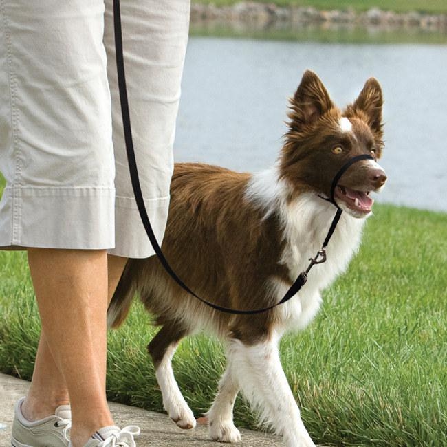 PetSafe® Easy Walk® Headcollar