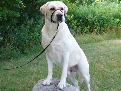 Gentle Leader® Ultimate Headcollar - Critter Country Supply Ltd.