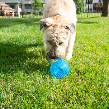 Gnawsome™ Squeaker Ball - Critter Country Supply Ltd.