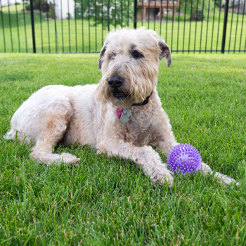 Gnawsome™ Squeaker Ball - Critter Country Supply Ltd.