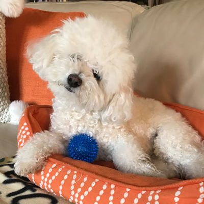 Gnawsome™ Squeaker Ball - Critter Country Supply Ltd.