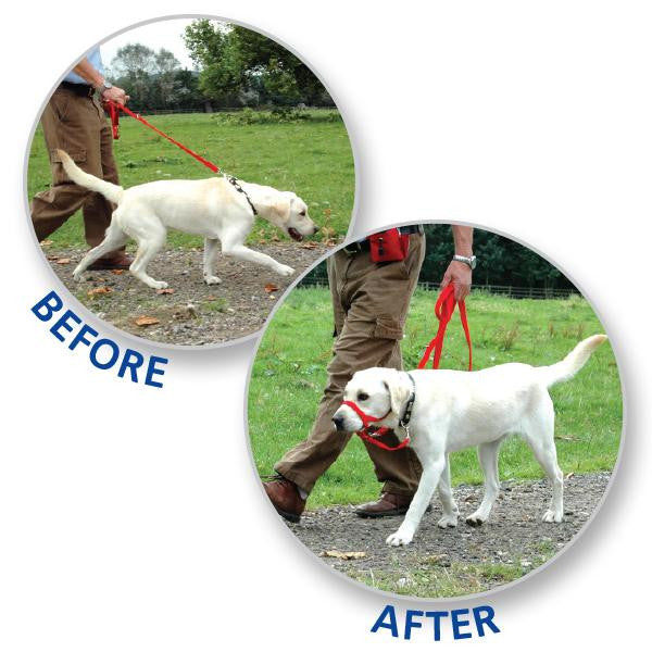 HALTI® Headcollar (Black) - Critter Country Supply Ltd.