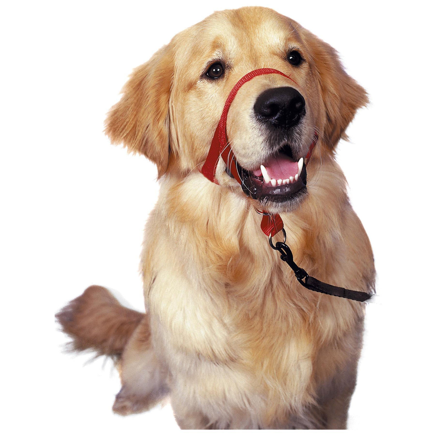 HALTI® Headcollar (Black) - Critter Country Supply Ltd.