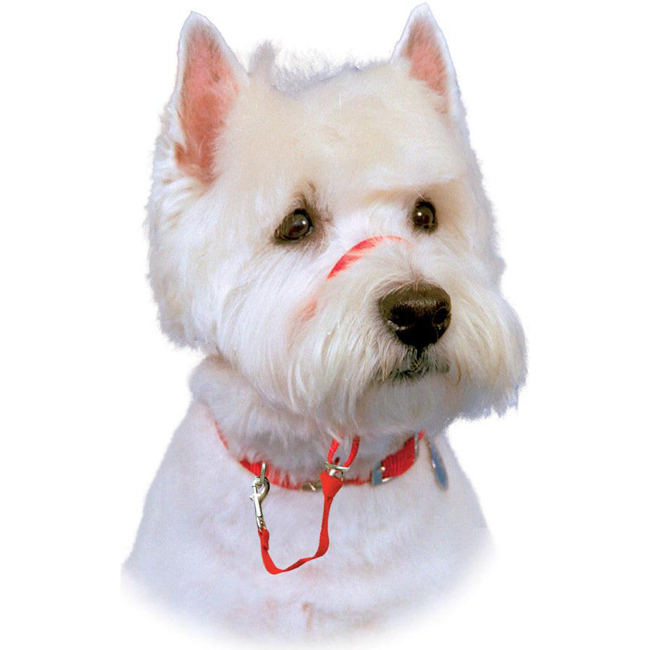 HALTI® Headcollar (Black) - Critter Country Supply Ltd.