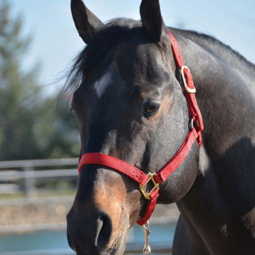 Hamilton® 1" Quality Halter (No Snap at Throat) - Critter Country Supply Ltd.