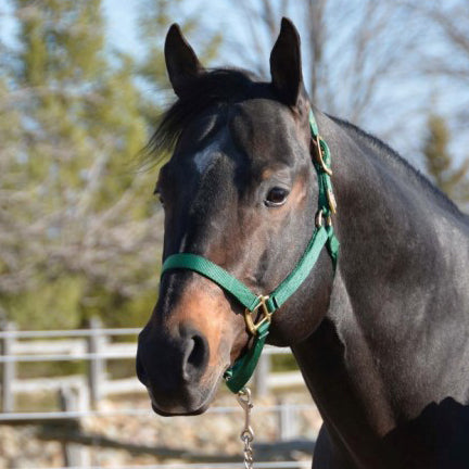Hamilton® 1" Deluxe Halter (No Snap at Throat) - Critter Country Supply Ltd.