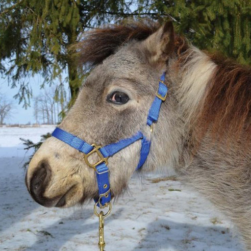 Hamilton® Miniature Horse Halter - Critter Country Supply Ltd.