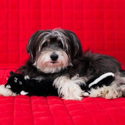 Zippy Paws® Jigglerz® Dog Toy