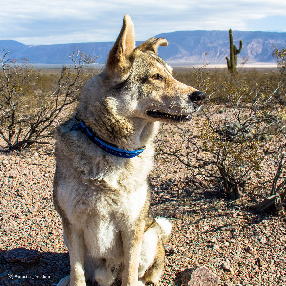 K9 Explorer® Reflective Adjustable Dog Collar