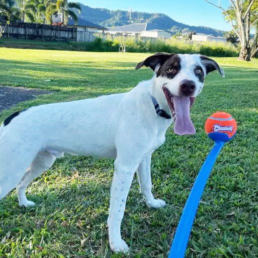 Chuckit!® Sport Launcher