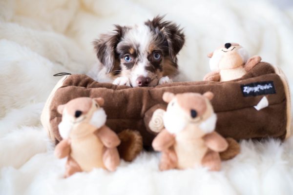 Zippy Paws® Burrow Interactive Dog Toy