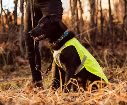 RC Pets Luna Hi Vis Vest