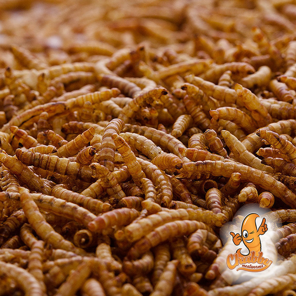 Chubby Dried Mealworms 2lb Resealable Bag - Critter Country Supply Ltd.