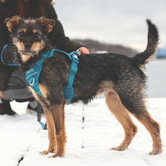 RC Pets Momentum Control Harness