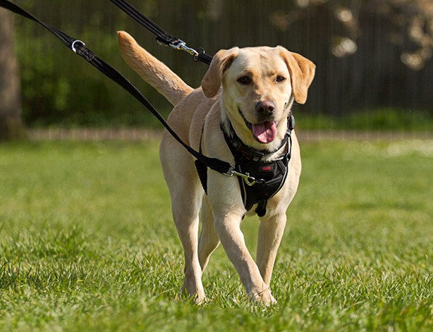 HALTI® No Pull Harness - Critter Country Supply Ltd.