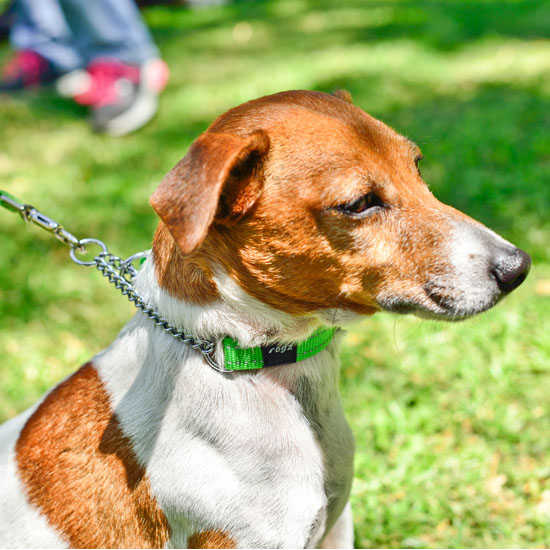 Rogz® Obedience Half-Check Collar