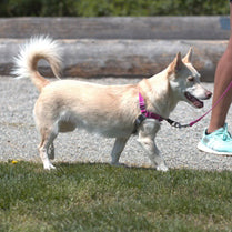 RC Pets Pace No Pull Harness