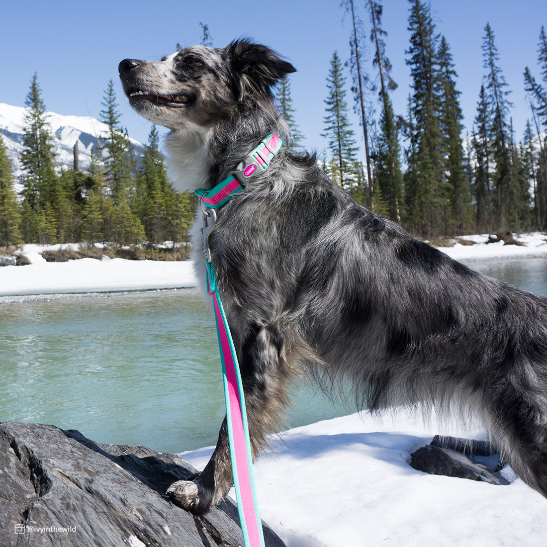 Pet Attire® Pro Reflective Adjustable Dog Collar