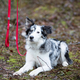 RC Pets Primary Dog Leash