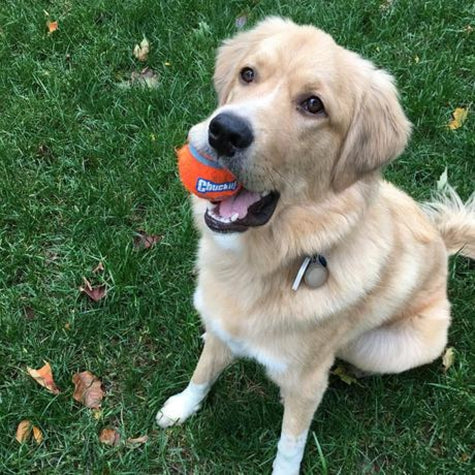 Chuckit!® Tennis Ball (Medium 2PK) - Critter Country Supply Ltd.