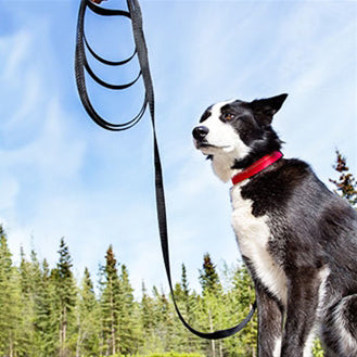 RC Pets Training Leash