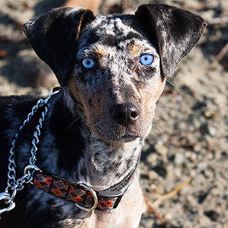 RC Pets Training Collar - Critter Country Supply Ltd.