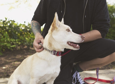 RC Pets Training Collar - Critter Country Supply Ltd.