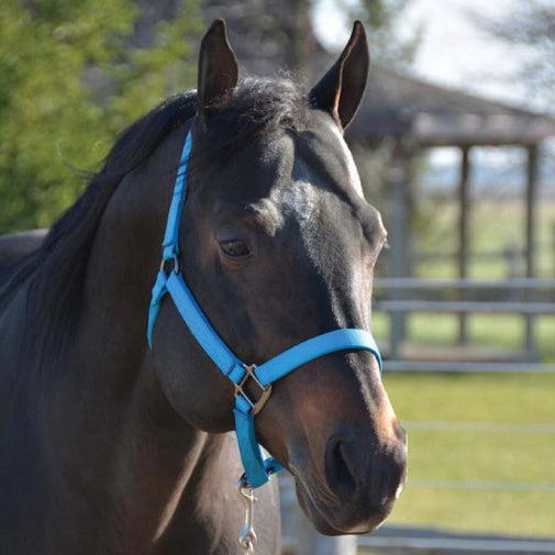 Western Rawhide Signature Halter Collection - Critter Country Supply Ltd.