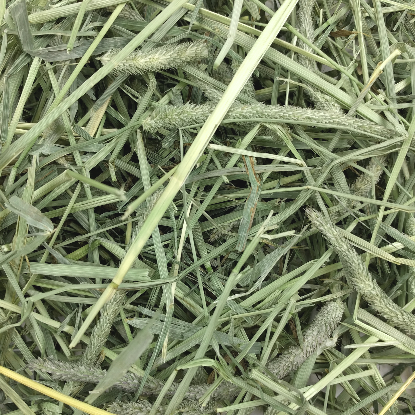 Oxbow® Western Timothy Hay