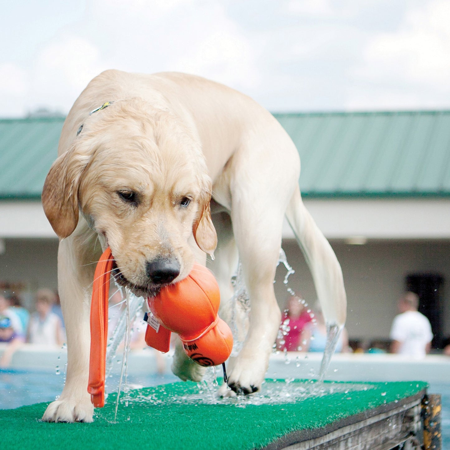 KONG® Wet Wubba™