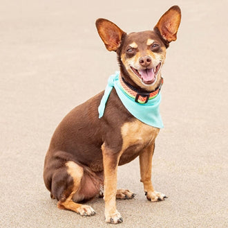RC Pets Zephyr Cooling Bandana