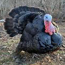 Artisan Gold Turkey Poults