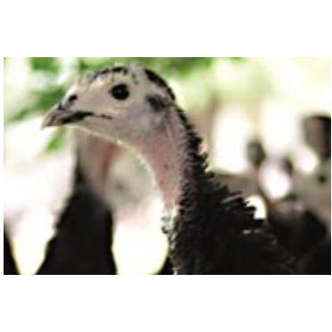 Artisan Gold Turkey Poults