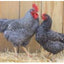 Barred Plymouth Rock