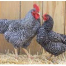 Barred Plymouth Rock