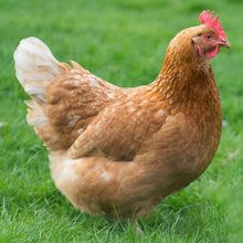 Anstey's Brown Egg Layers (Pullets) - Critter Country Supply Ltd.