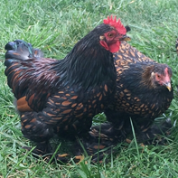 Golden Laced Cochin