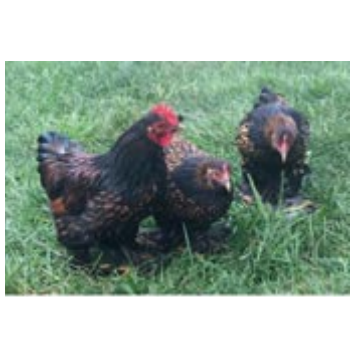 Golden Laced Cochin