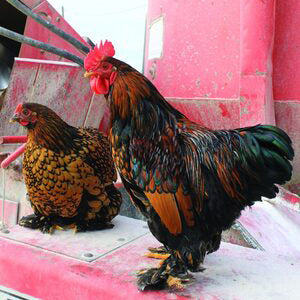 Golden Laced Cochin