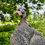 Guinea Fowl