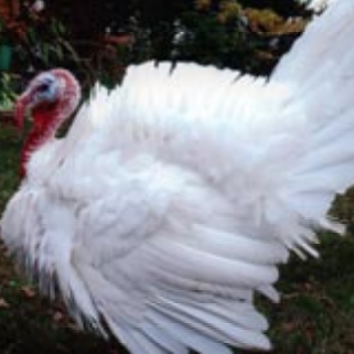 Heavy White Turkey Poults